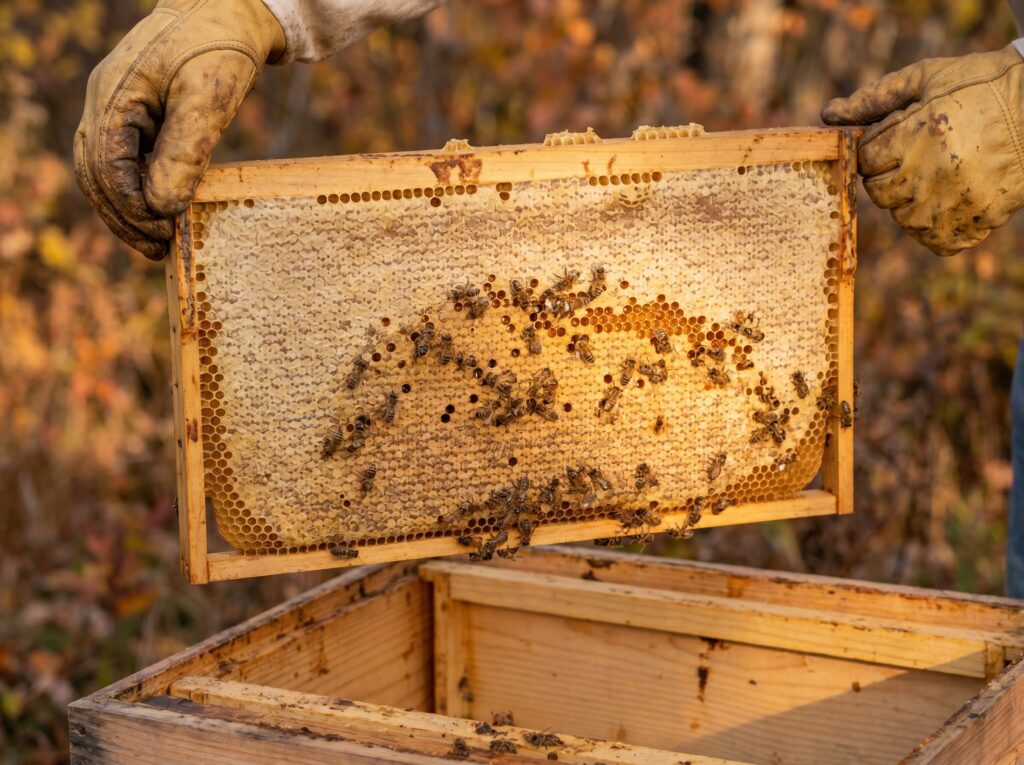 deep Langstroth frame covered in capped honey assessed during fall hive winterizing inspection