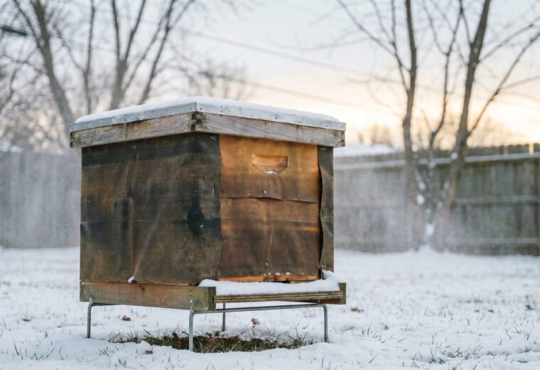 A Langstroth beehive wrapped in dark insulation with an upper entrance standing in a snow-dusted backyard under soft winter daylight.