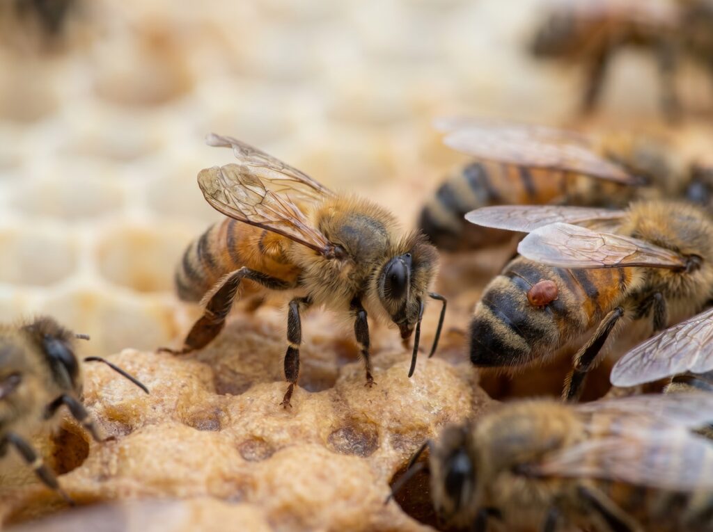 honey bee with shriveled wings from deformed wing virus beside a clinging varroa mite