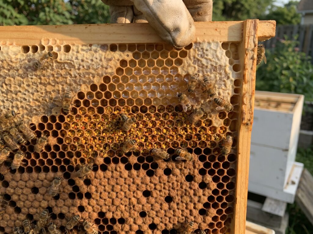 beehive frame cross-section showing pollen band, uncapped nectar, and capped honey zones