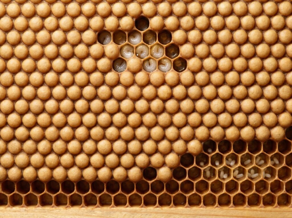 Close macro view of healthy capped worker brood showing convex tan cappings, open larvae, and eggs