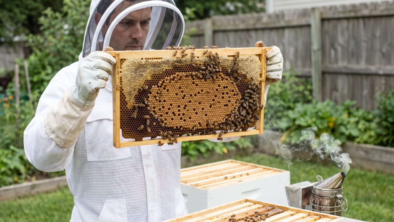 How to inspect a beehive: a calm, ordered routine for reading your colony