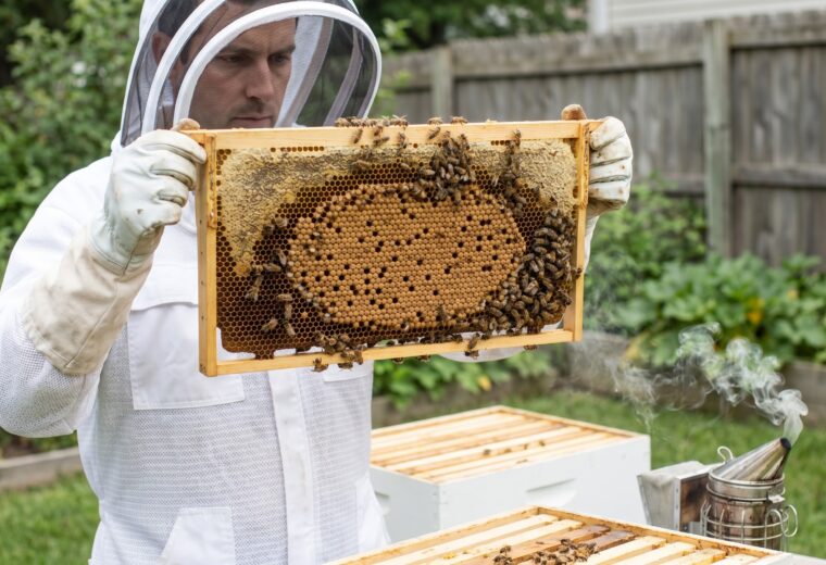 beekeeper reading a brood frame during a hive inspection showing capped brood larvae and stores