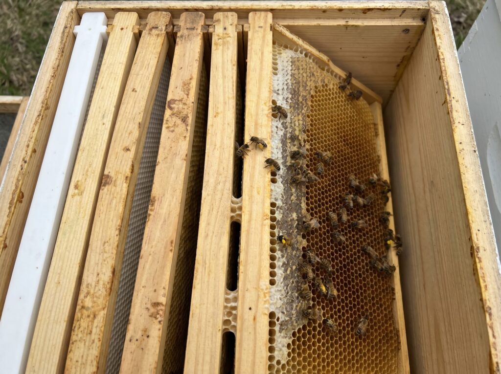 two Langstroth deep frames showing bee space gap between top bars and drawn honeycomb