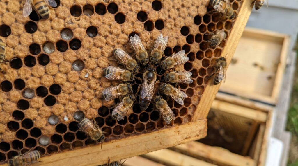queen bee with retinue of attendant workers oriented toward her on a brood comb frame