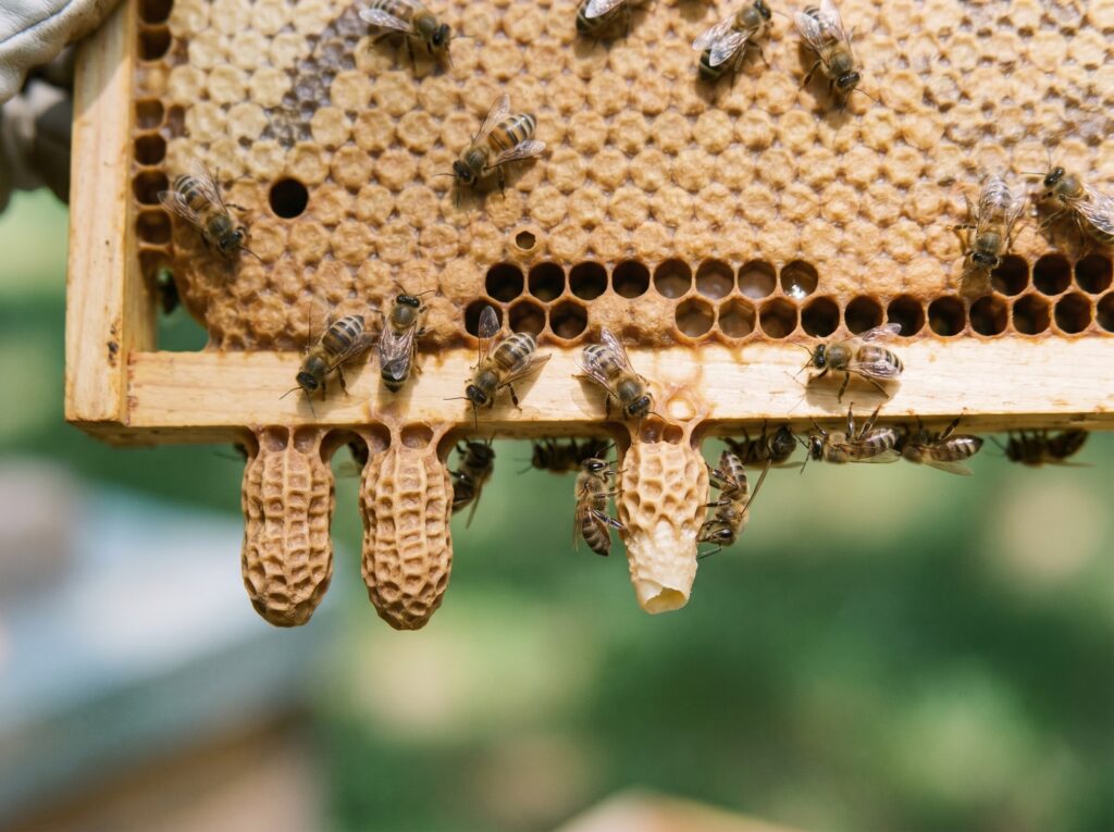 peanut-shaped swarm queen cells hanging along the bottom edge of a brood frame
