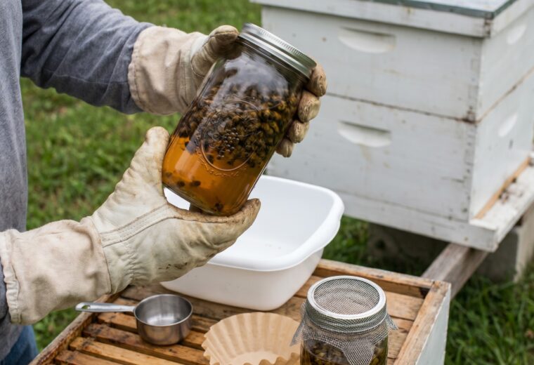 beekeeper shaking pint jar of bees in alcohol for varroa mite wash test