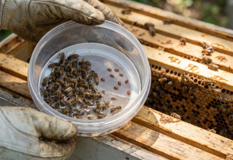 gloved hands holding an alcohol wash jar counting reddish varroa mites from a bee sample